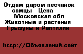 Отдам даром песчанок, самцы › Цена ­ 10 - Московская обл. Животные и растения » Грызуны и Рептилии   